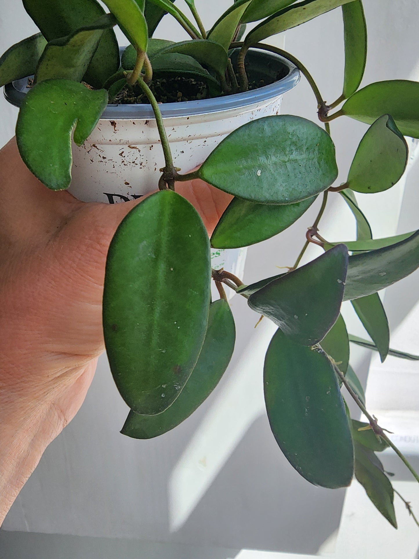 Hoya Adrift (Rosita) - 9cm/3.5in