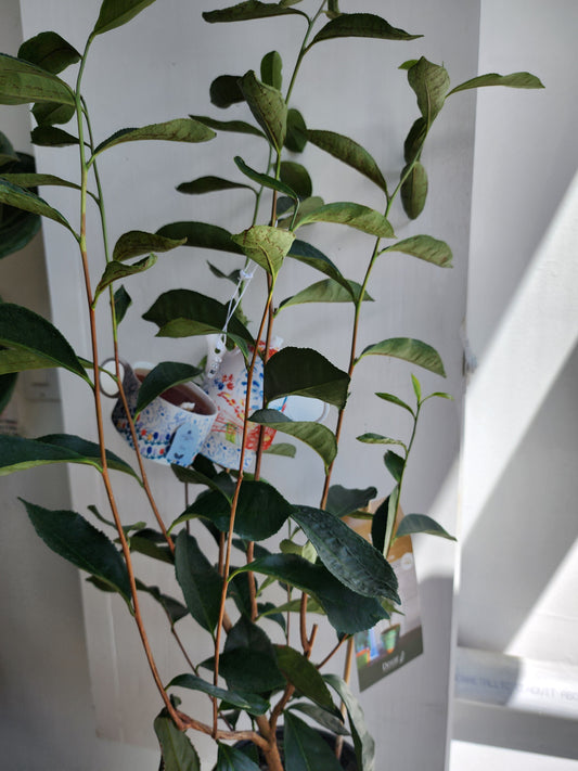 Camellia Sinensis Tea Plant - 15cm/6in