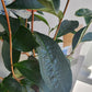 Camellia Sinensis Tea Plant - 15cm/6in