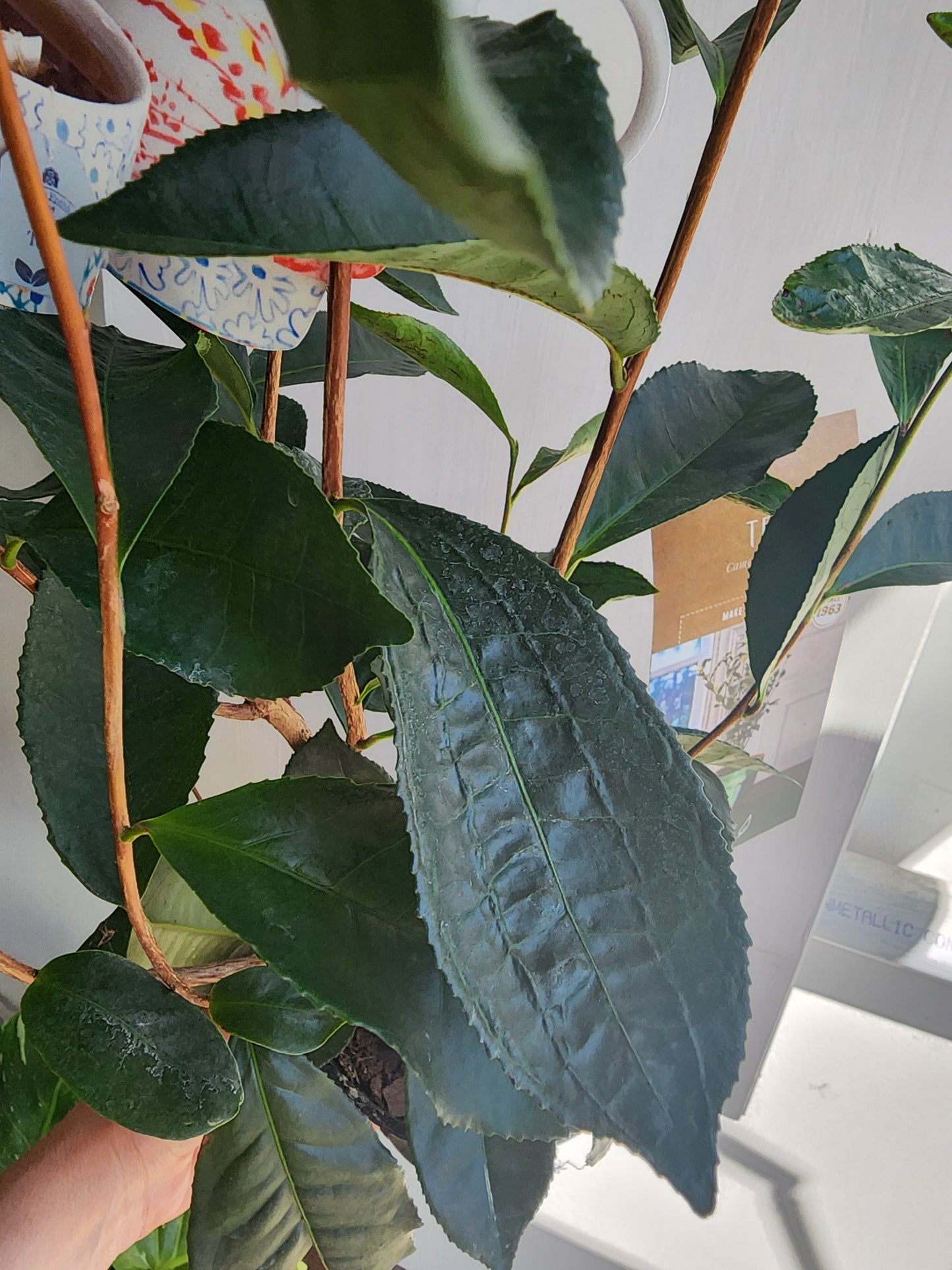 Camellia Sinensis Tea Plant - 15cm/6in