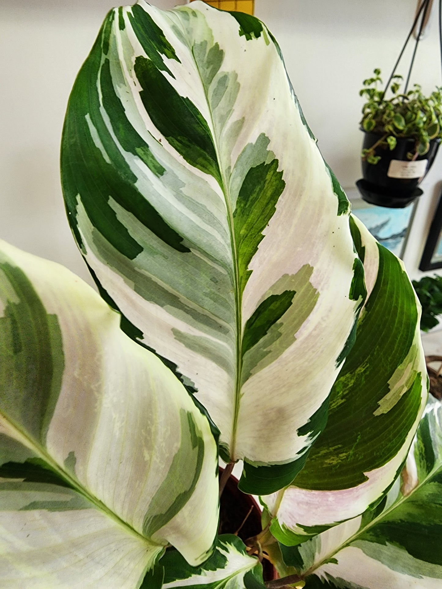 Calathea Stella - 15cm/6"