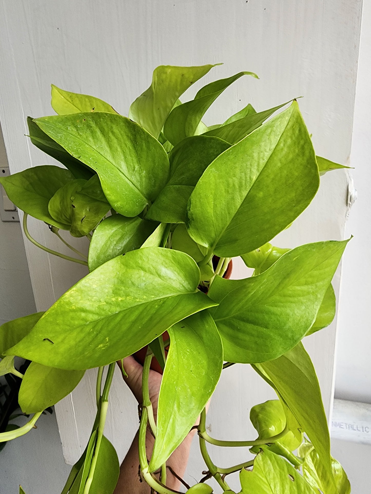 Neon Pothos - 15cm/6in