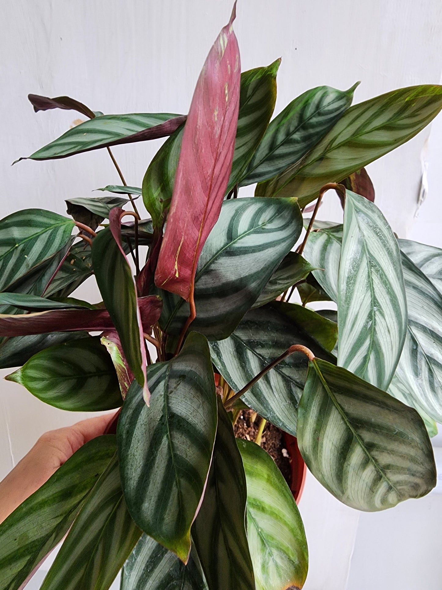 Calathea Setosa - 12cm/5"