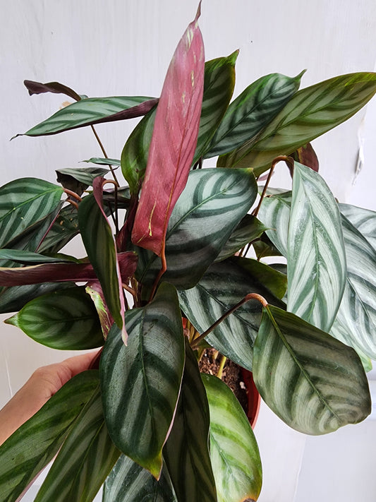 Calathea Setosa - 12cm/5"