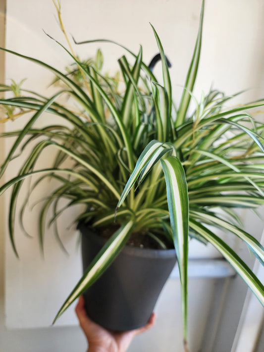 "Maria" Spider Plant - 12cm/5in