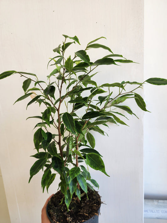 Ficus Benjamina Anastasia - 12cm/5in