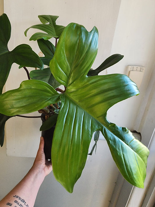 Philodendron Florida Green - 17cm/6in.