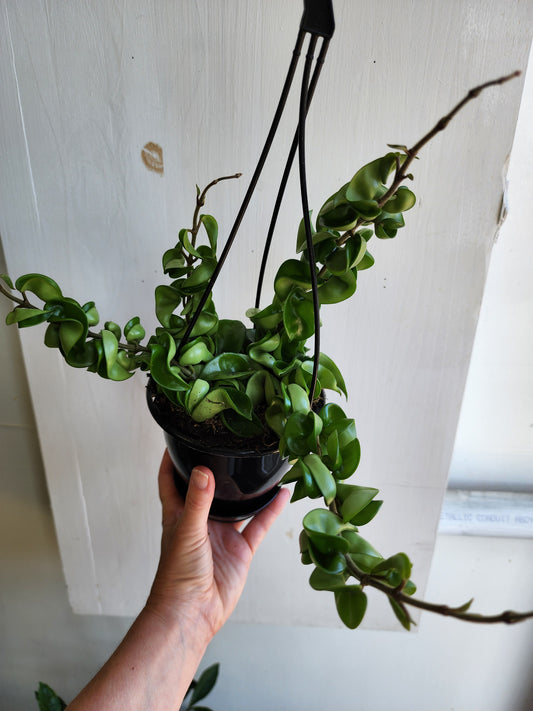 Hoya Compacta | Hindu Rope - HB 12cm/5in