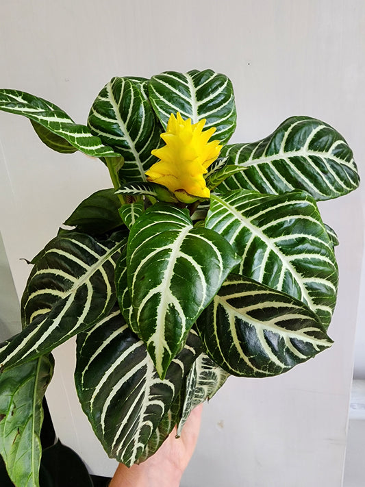 Aphelandra | Zebra Plant - 15cm/6in