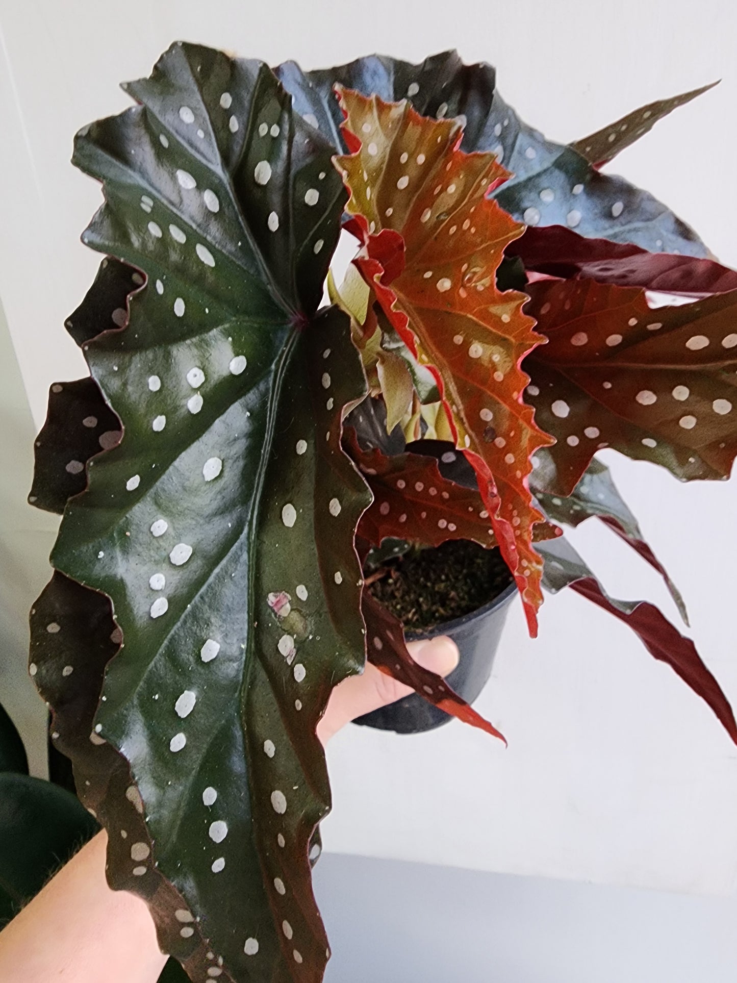 Polka Dot Begonia - 12cm/5in.