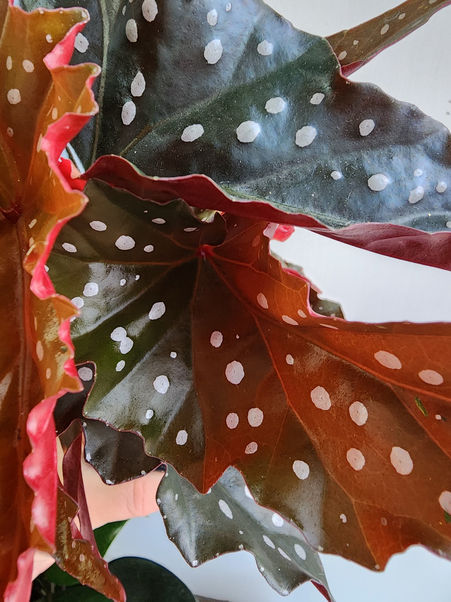 Polka Dot Begonia - 12cm/5in.