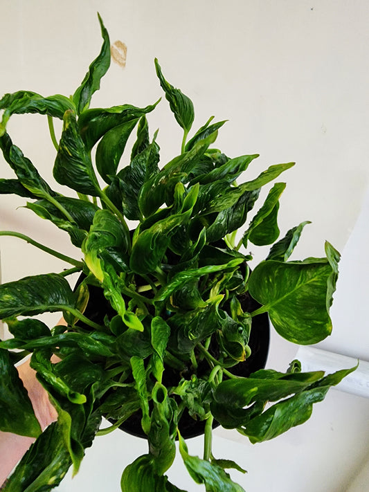 Shangri La Pothos - 15cm/6in