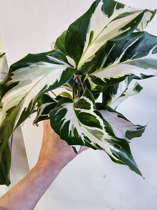 Calathea Stella - 12cm/4"