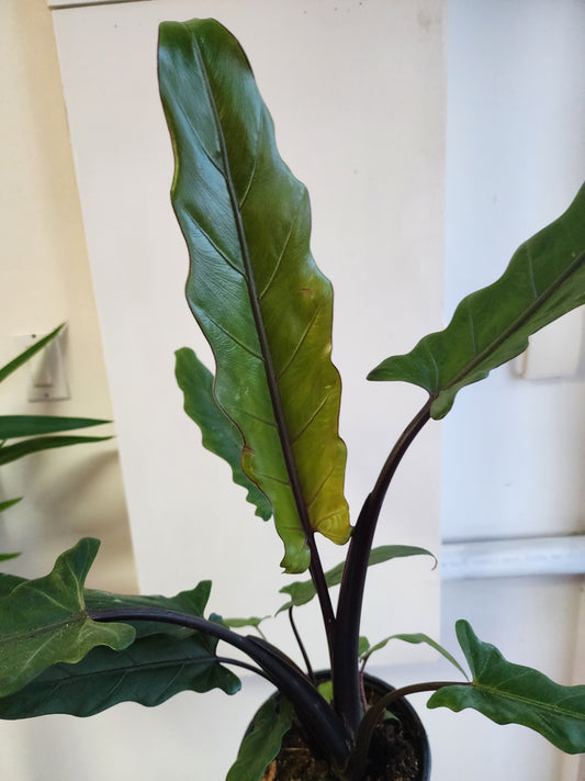 Alocasia Lauterbachiana - 17cm/7in.