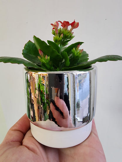 Mini Kalanchoe in Pot - 5cm/2.5in