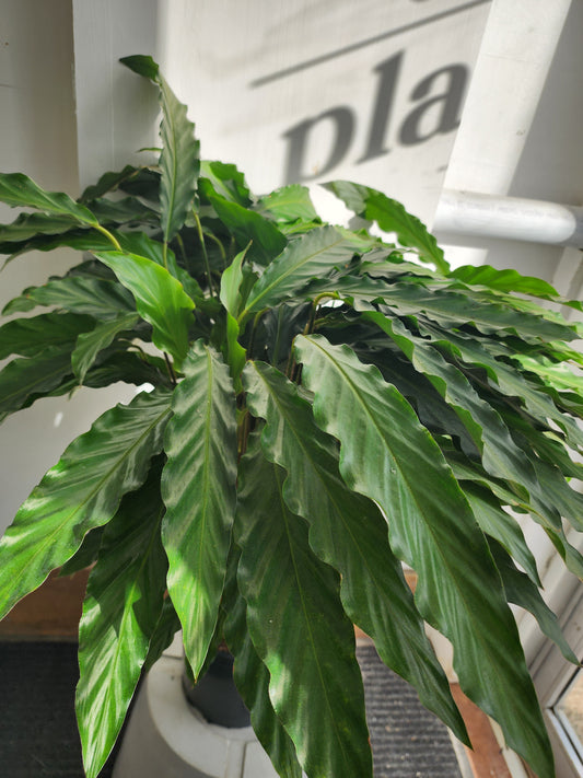 Calathea Xena - 21cm/8in.