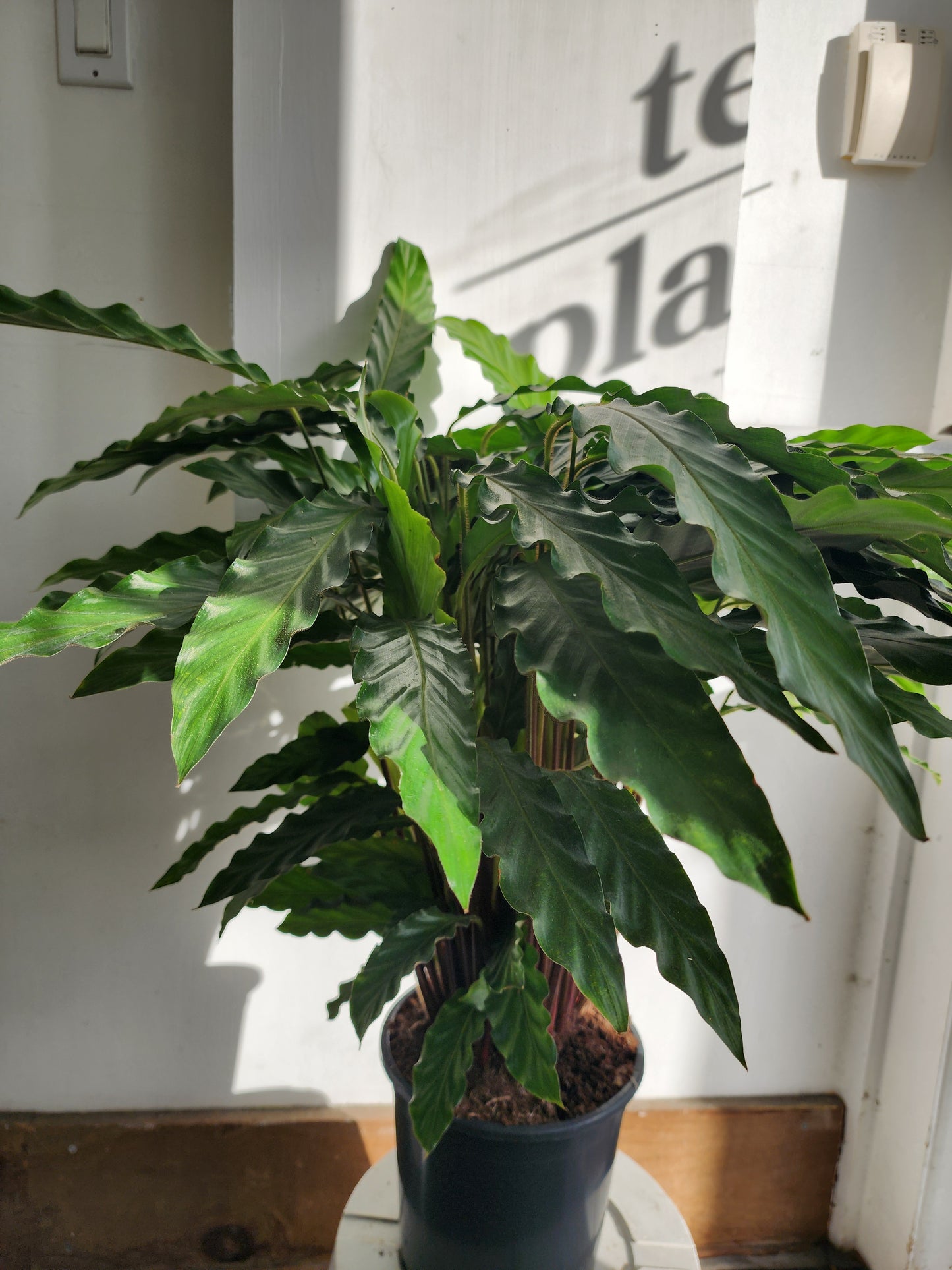 Calathea Xena - 21cm/8in.