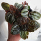 Assorted Pilea  - 9cm/3.5in