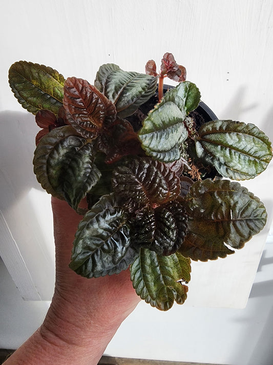 Assorted Pilea  - 9cm/3.5in