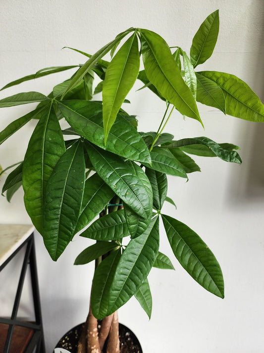 Pachira Aquatica | Money Tree - 21cm/8" Braid