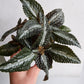 Assorted Pilea  - 9cm/3.5in