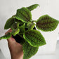 Assorted Pilea  - 9cm/3.5in