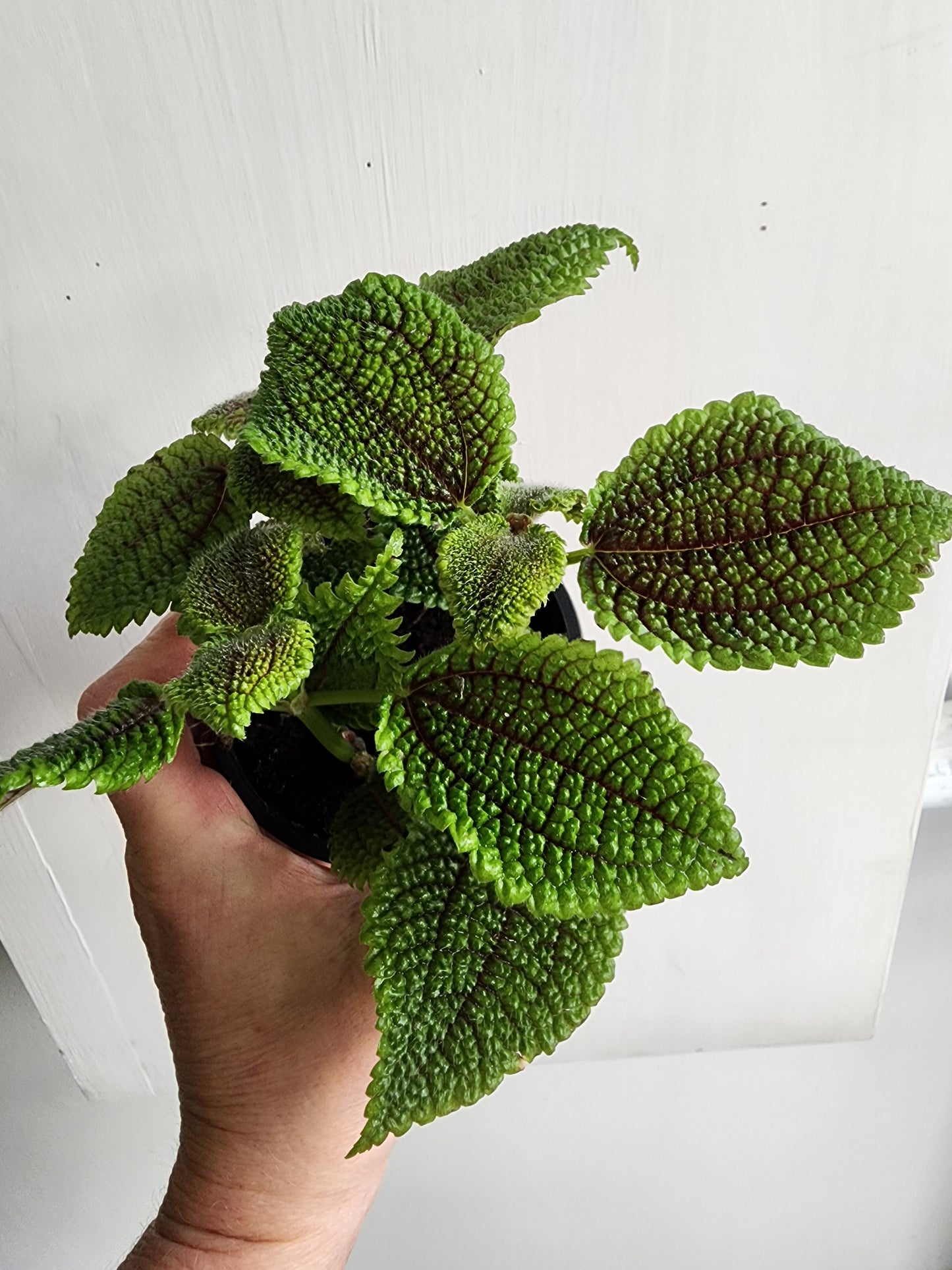 Assorted Pilea  - 9cm/3.5in