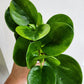 Peperomia Lemon Lime - 9cm/3.5in