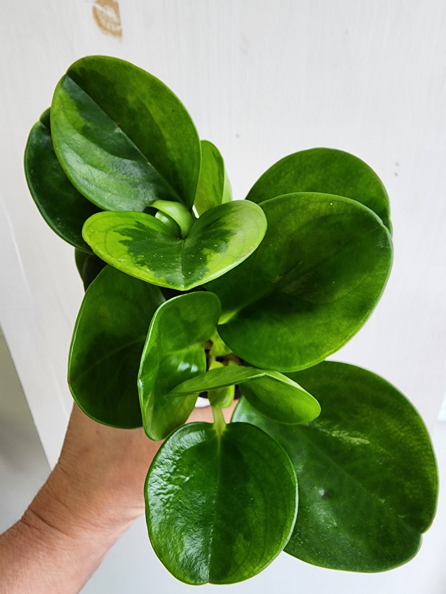 Peperomia Lemon Lime - 9cm/3.5in