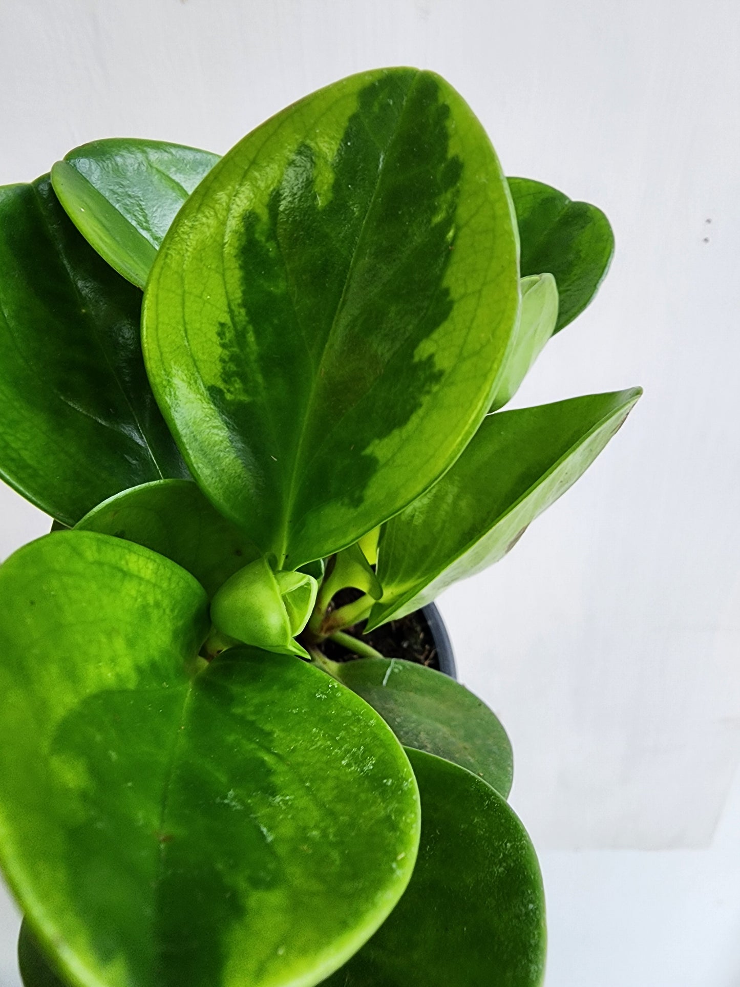 Peperomia Lemon Lime - 9cm/3.5in