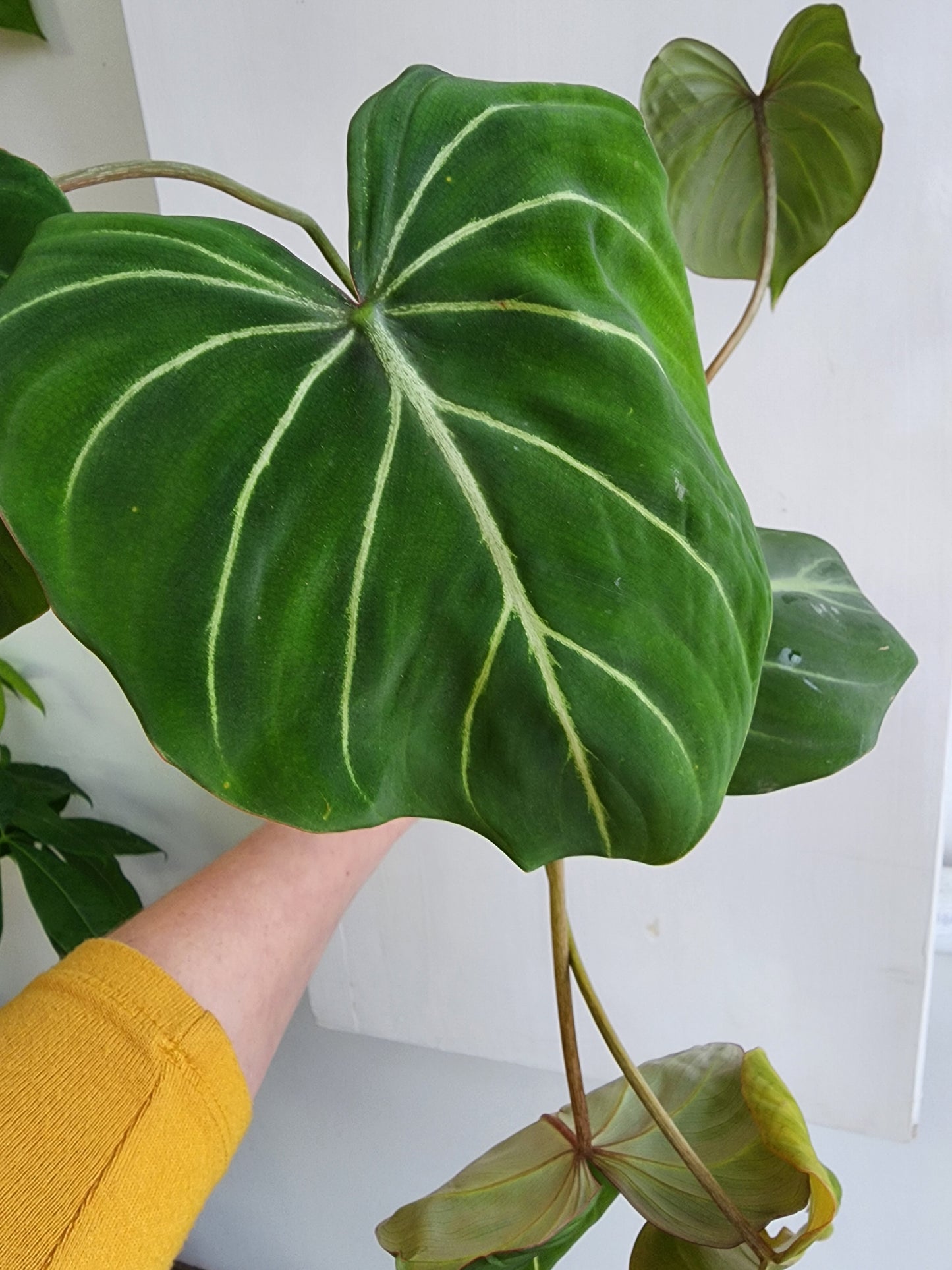 Philodendron Gloriosum - 12cm/4in