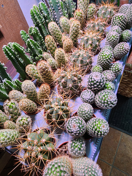 Assorted Cacti - 6cm/2.5in.