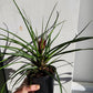 Tillandsia Cyanea - 12cm/5in