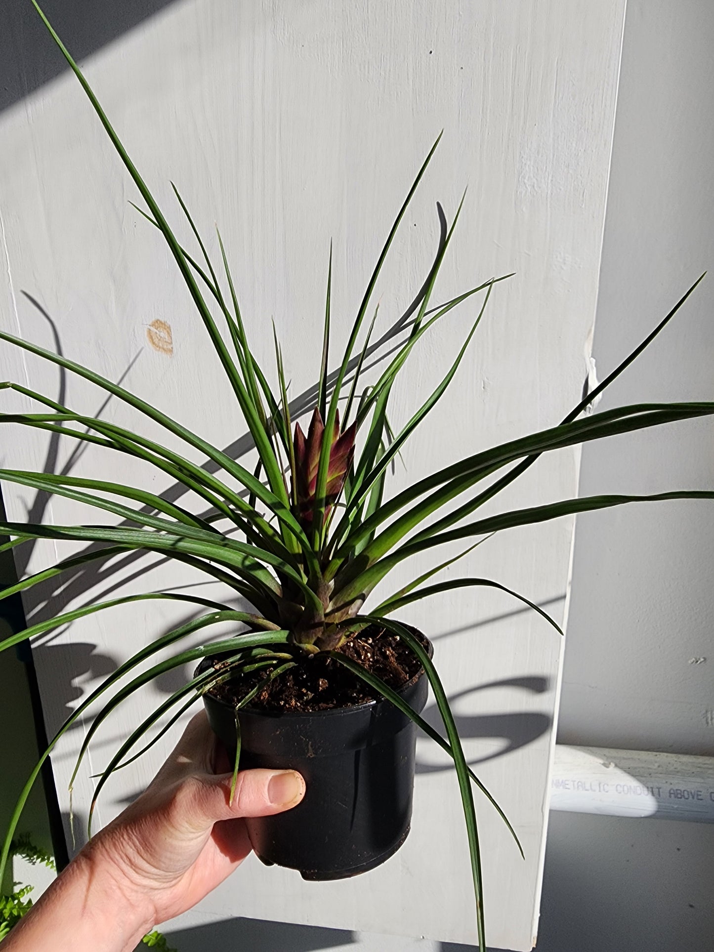 Tillandsia Cyanea - 12cm/5in