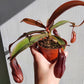 Nepenthes Alata | Pitcher Plant - 8cm/3.25in.