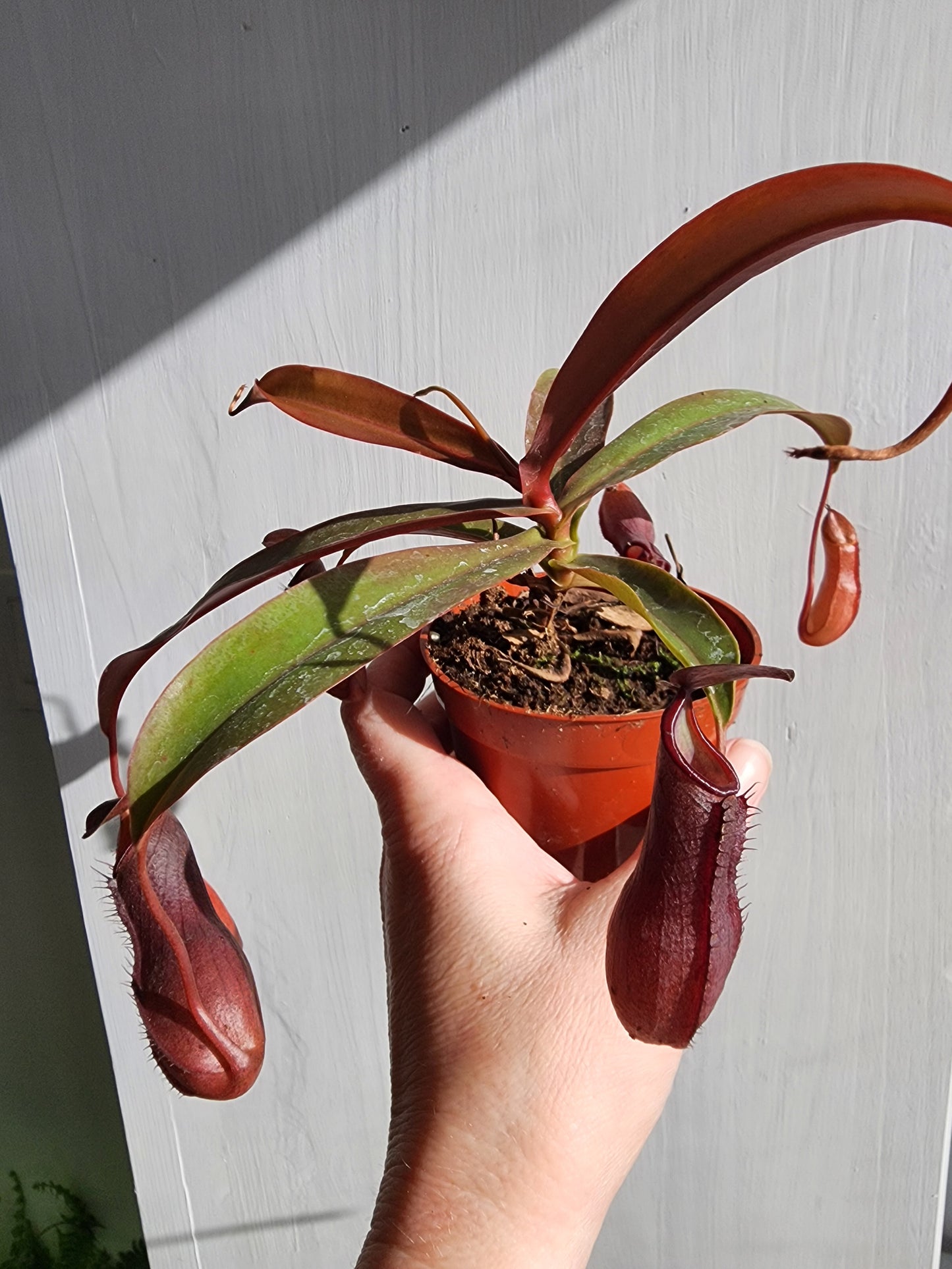 Nepenthes Alata | Pitcher Plant - 8cm/3.25in.