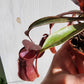 Nepenthes Alata | Pitcher Plant - 8cm/3.25in.