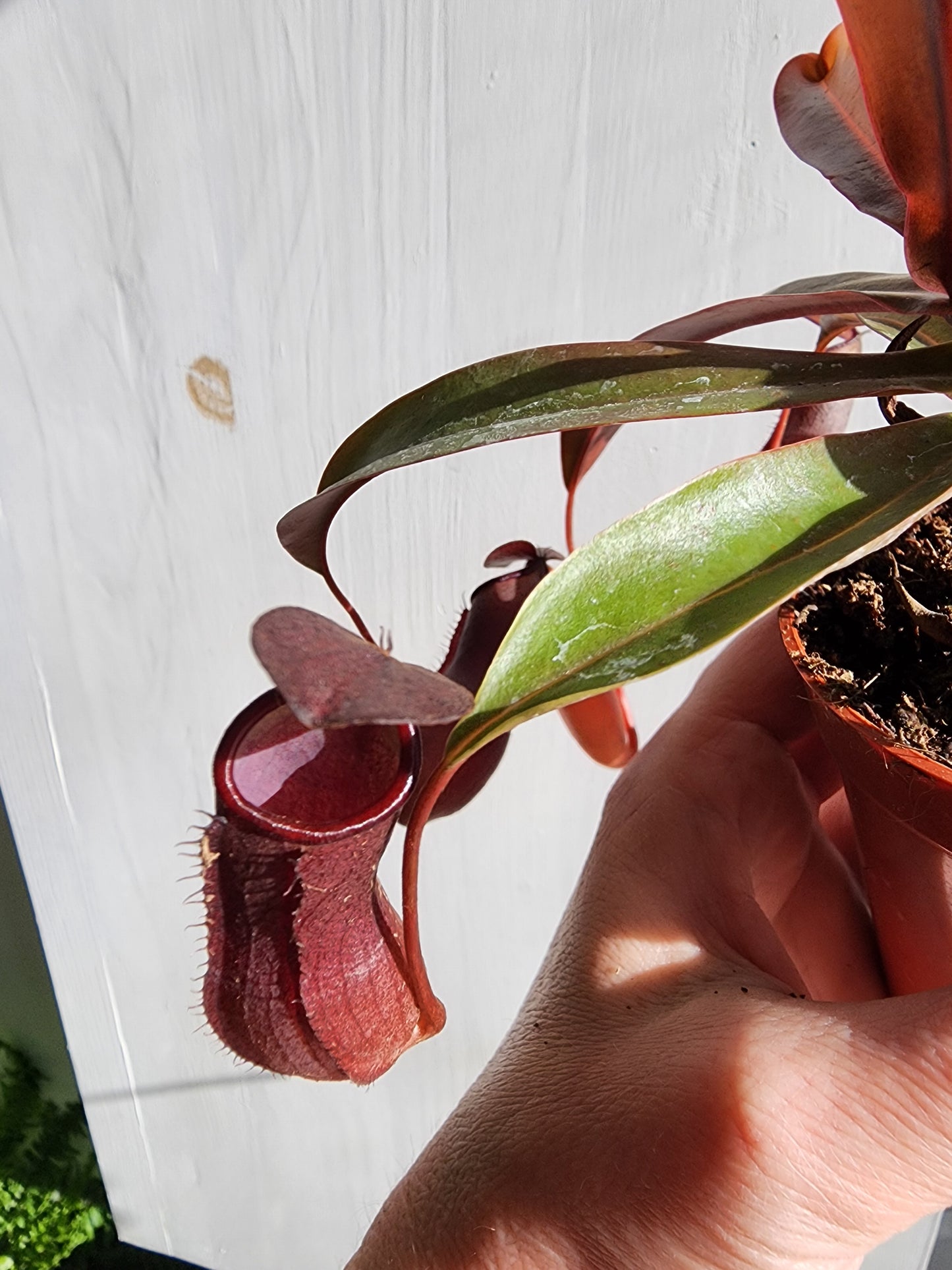 Nepenthes Alata | Pitcher Plant - 8cm/3.25in.