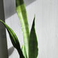 Sansevieria Tr. Moonshine - 11cm/4in.