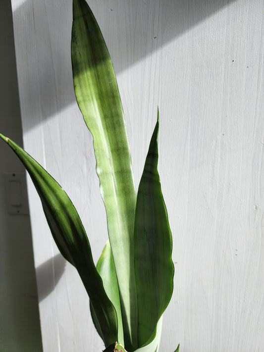 Sansevieria Tr. Moonshine - 11cm/4in.