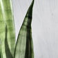 Sansevieria Tr. Moonshine - 11cm/4in.