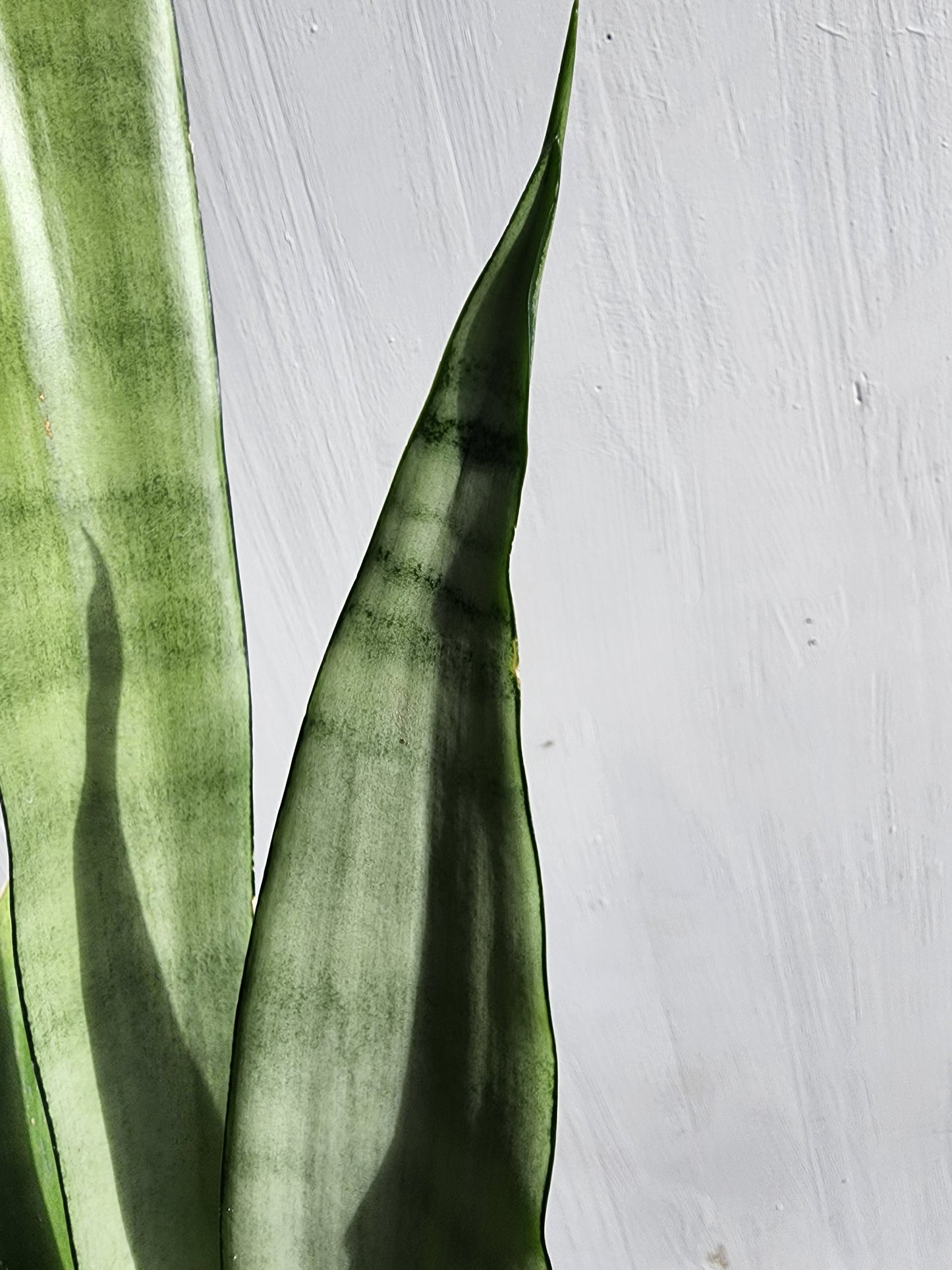 Sansevieria Tr. Moonshine - 11cm/4in.