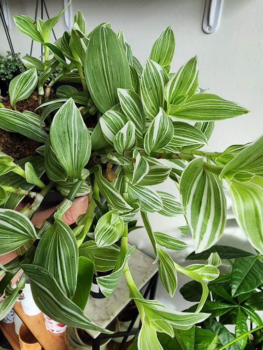 Tradescantia Fluminensis "Albovittata" - 12cm/5in