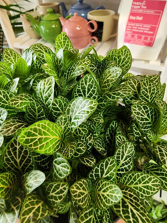 Fittonia White - 12cm/5in