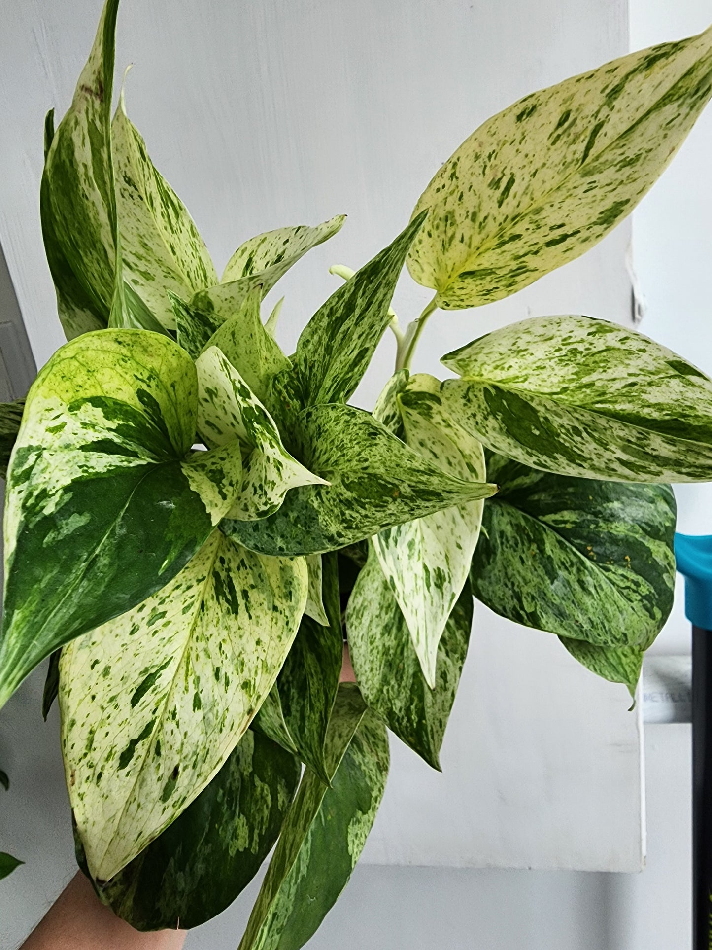 Pothos Marble Queen - 12cm/5in.