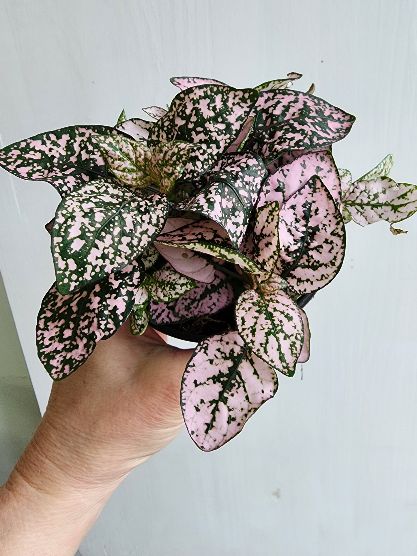 Pink Polka Dot Plant  - 9cm/3.5in.