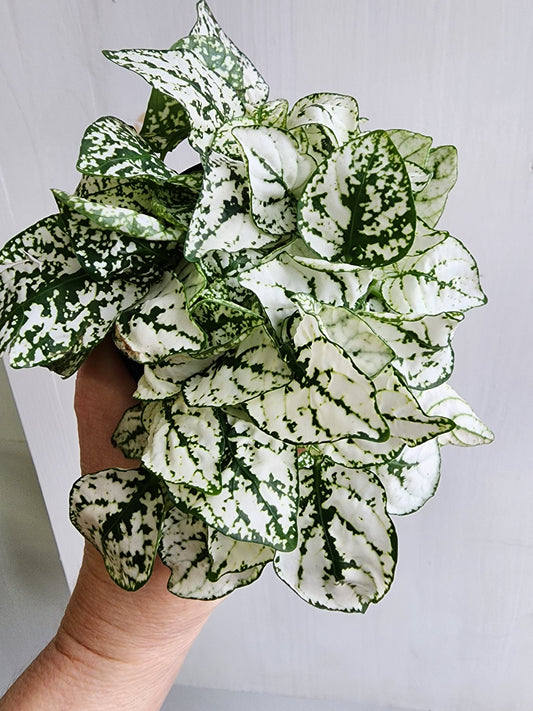 White Polka Dot Plant  - 9cm/3.5in.