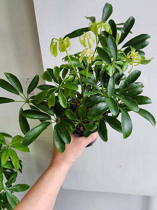 Umbrella Tree | Schefflera Arboricola - 12cm/5in