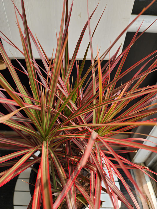 Dracaena Marginata Colorama Bush - 25cm/10"