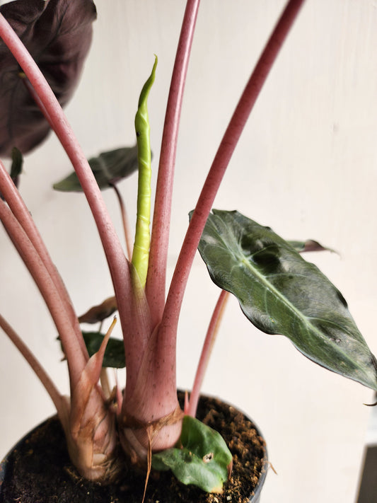 Alocasia Pink Princess - 12cm/5in